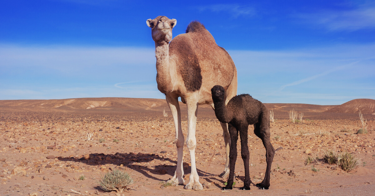 فوائد تناول لحم الإبل
