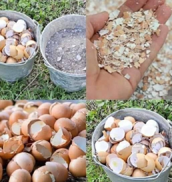 فوائد قشر البيض