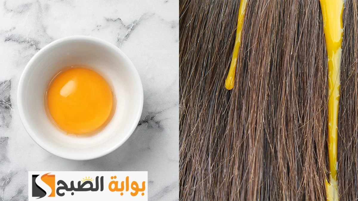 قناع البيض وزيت الزيتون لفرد الشعر