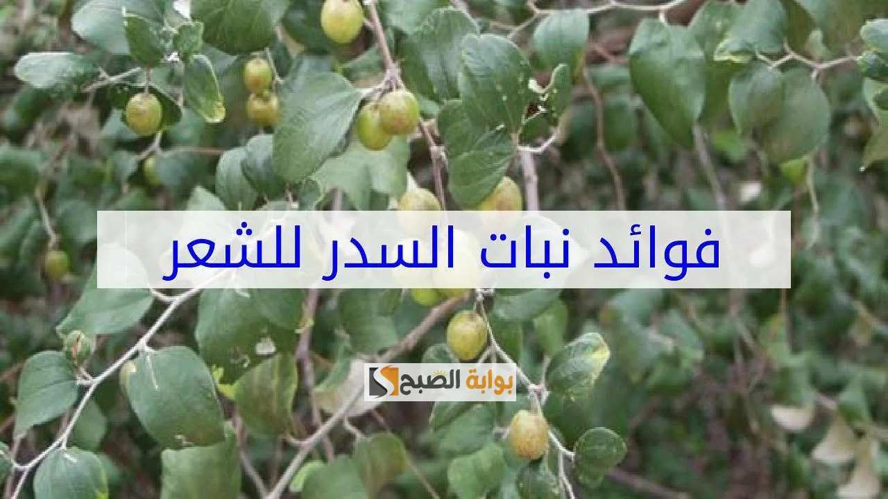 قناع ورق السدر والزيوت الطبيعية للشعر الخفيف والقصير