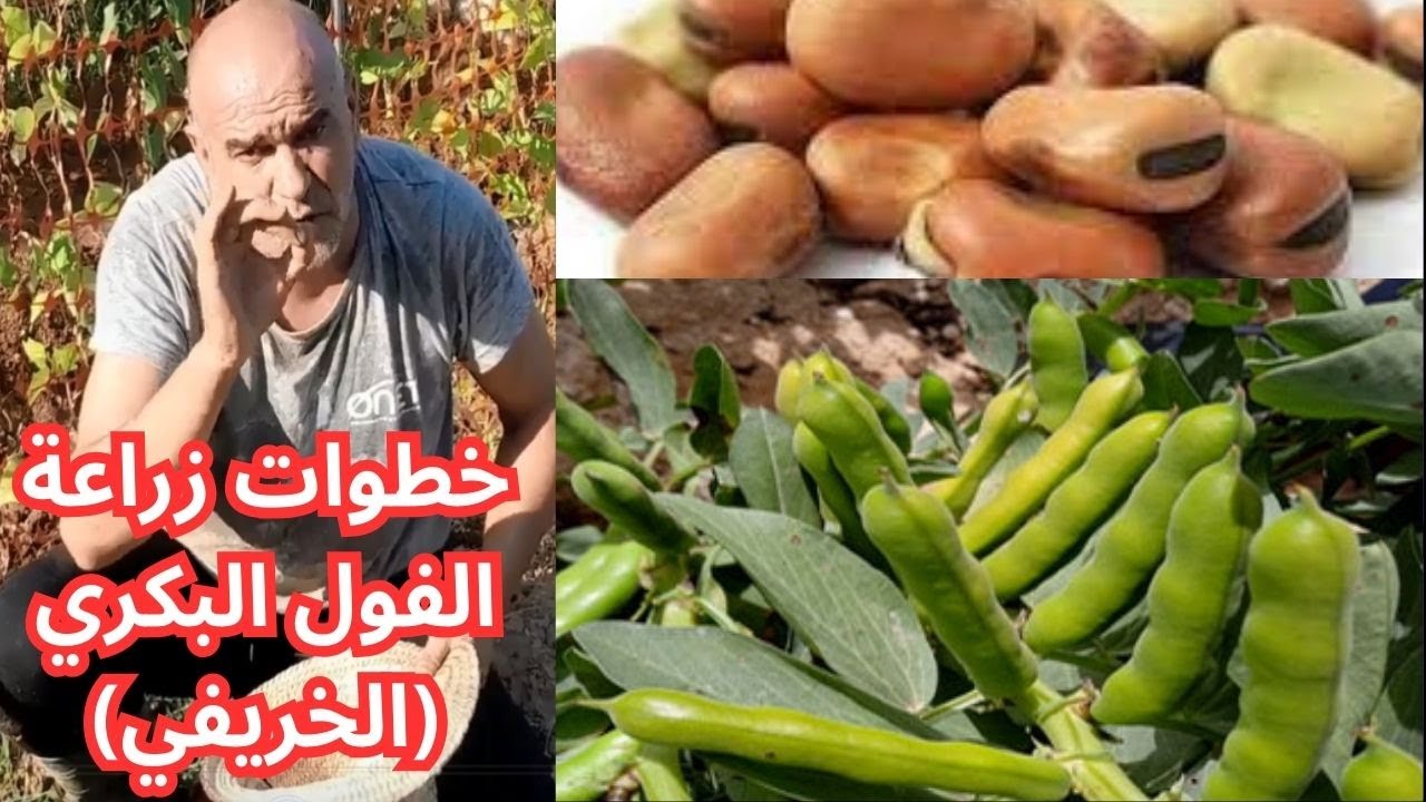كيفية زراعة الفول في البيت