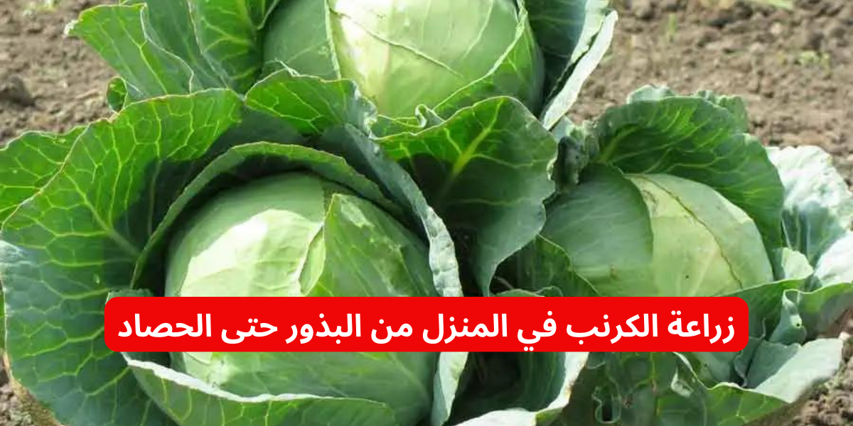 نص فقرتك 2024 01 16T110507.596