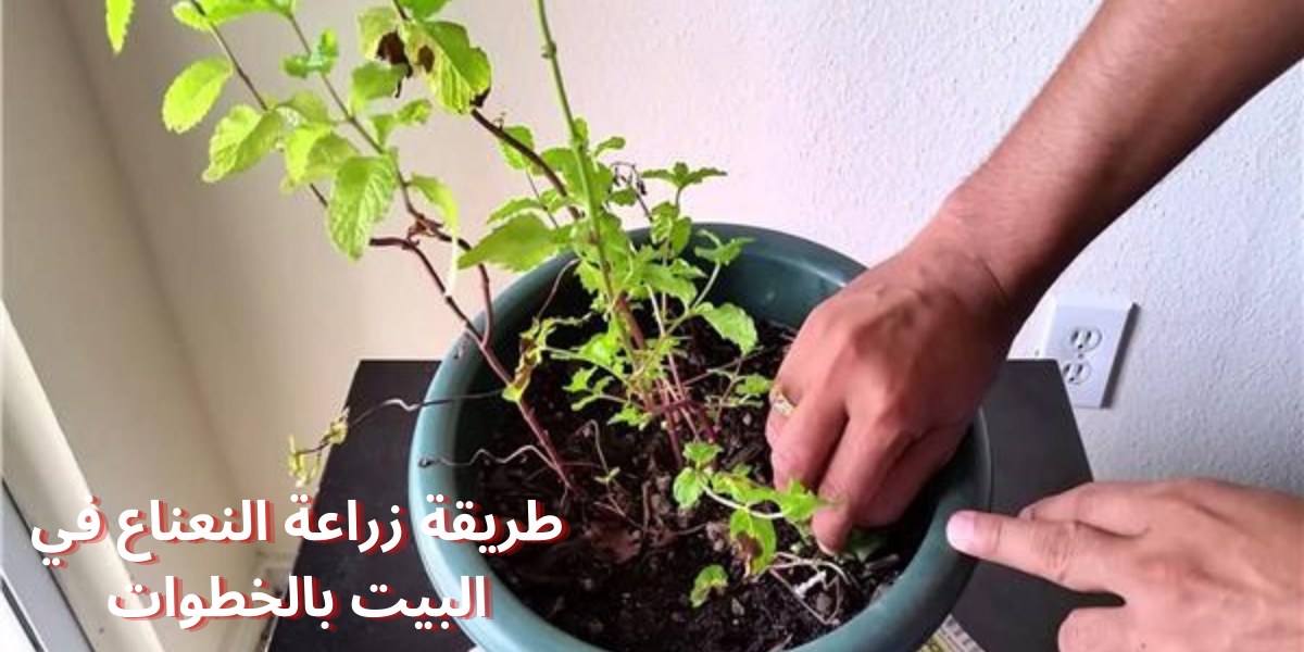 نص فقرتك 2024 01 31T171709.293