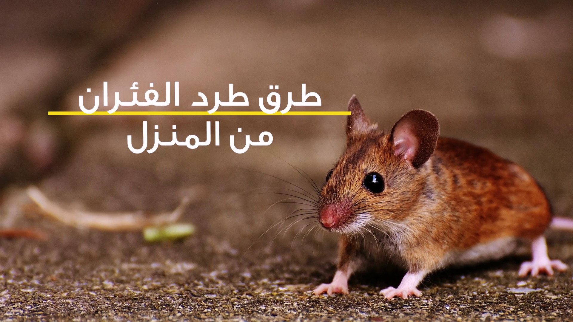 وصفات منزلية لطرد الفئران