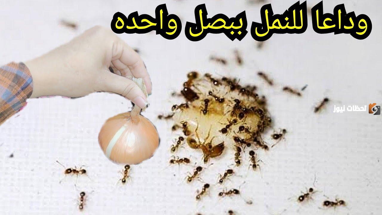 الناموس