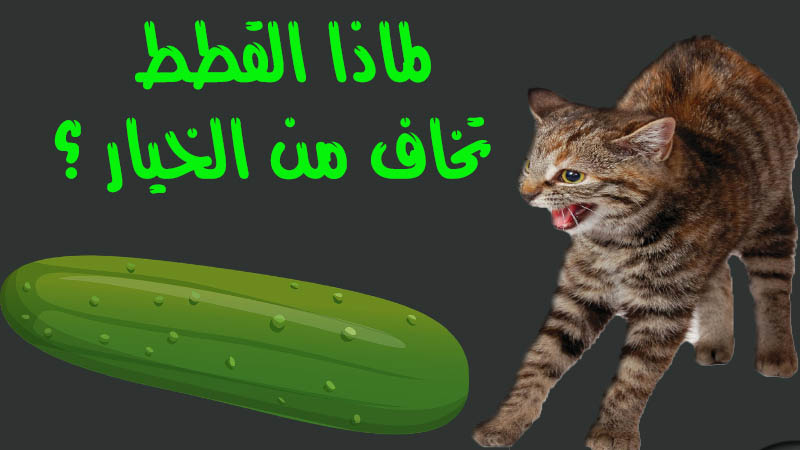 الخيار.. عدو القطط اللدود! اكتشف اللغز وراء ذلك