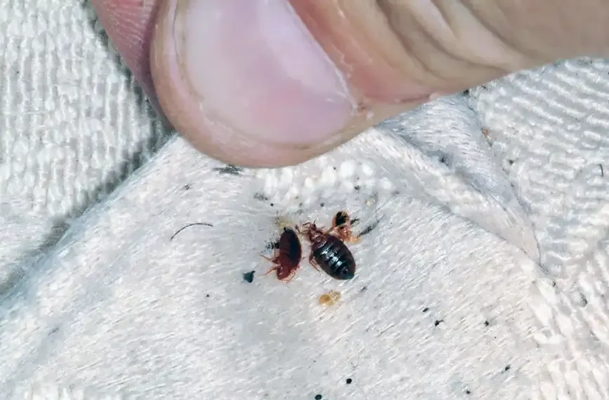 ما هي اسباب ظهور حشرة البق في المنزل