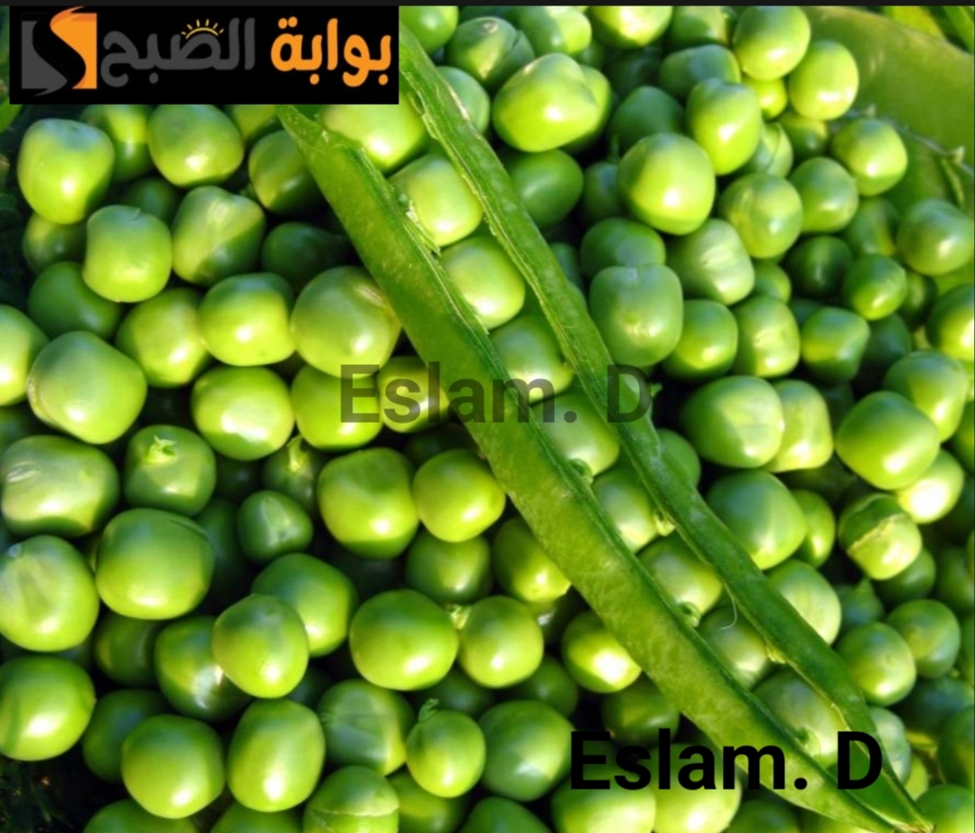 IMG ٢٠٢٤٠٢١٧ ١٠٣٣٣٧