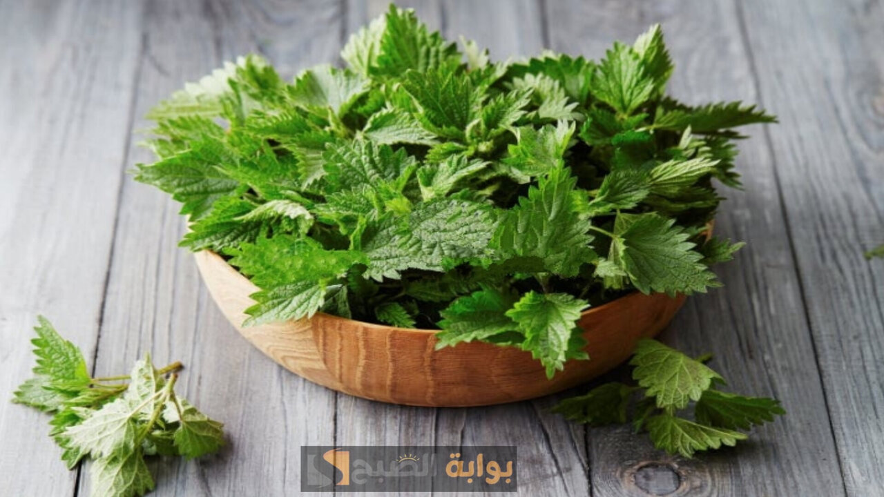 وصفة عشبة القراص