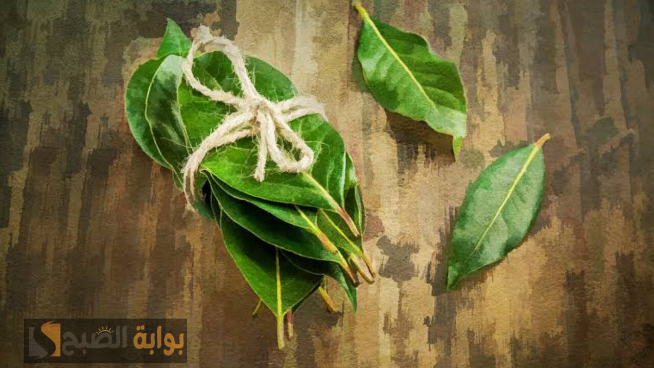 بخاخ ورق الغار والقرنفل