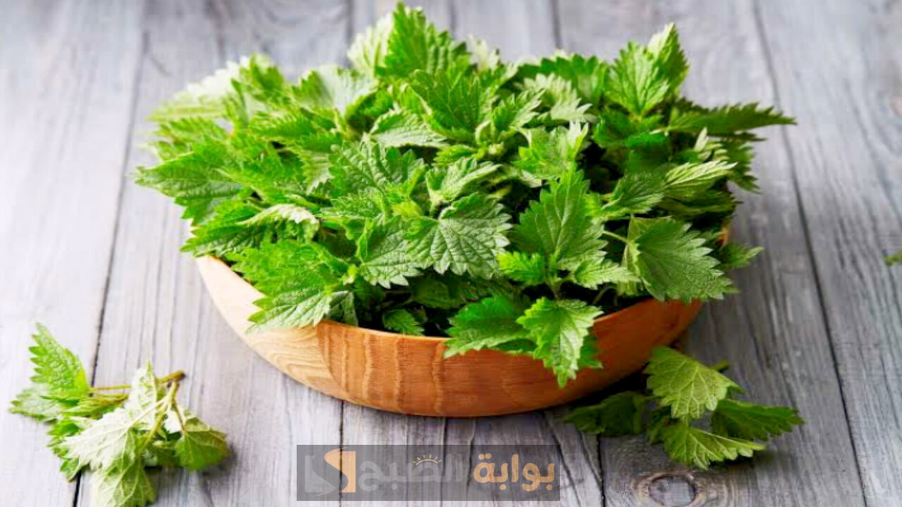 وصفة القراص لمكافحة الصلع