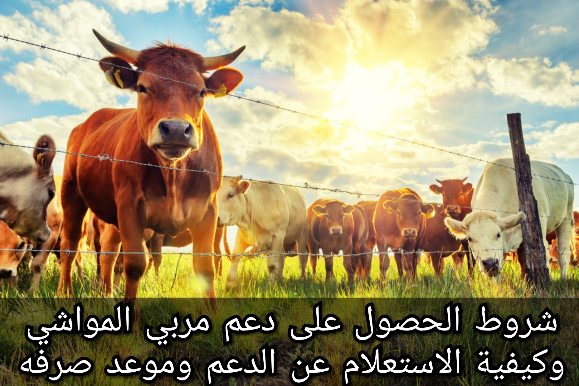 كيفية الاستعلام عن دعم المواشي 1445 وشروط استحقاقه وقيمته
