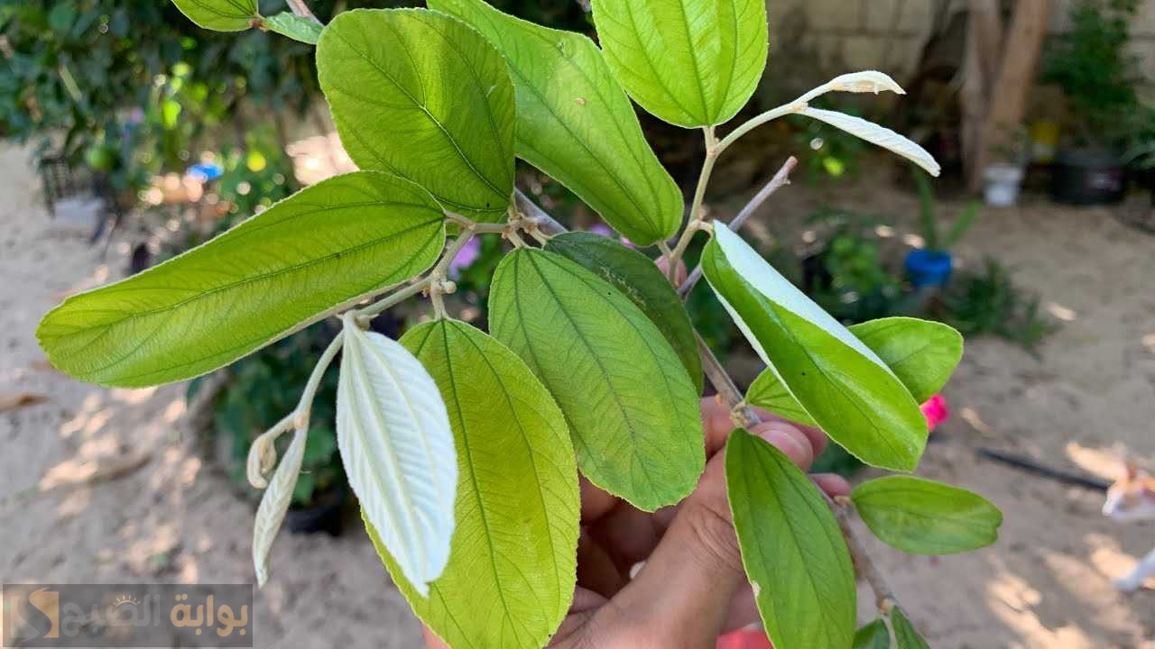 قناع السدر