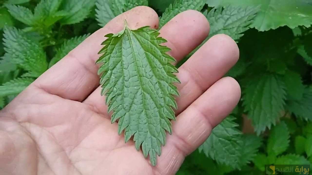 غسول القراص