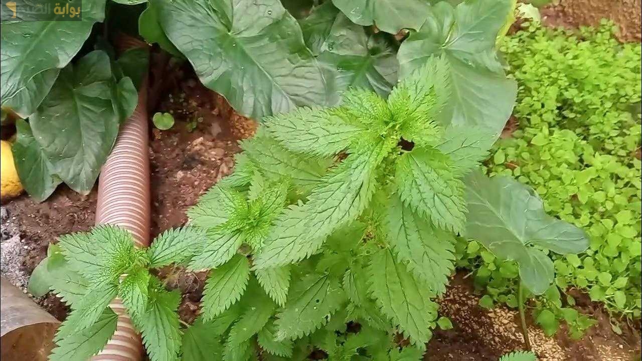 غسول القراص