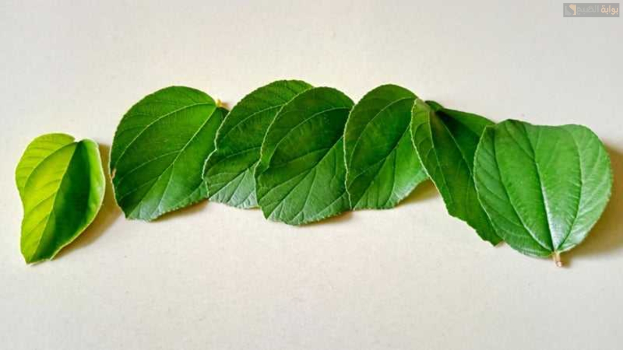 غسول ورق السدر وماء البصل