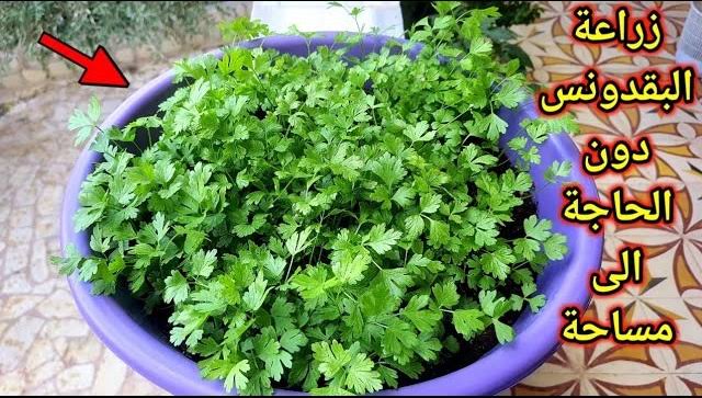 زراعة البقدونس بطريقة المزارعين الاحترافية بكل سهولة
