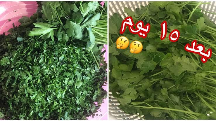 طريقة تخزين الكزبرة والشبت والبقدونس