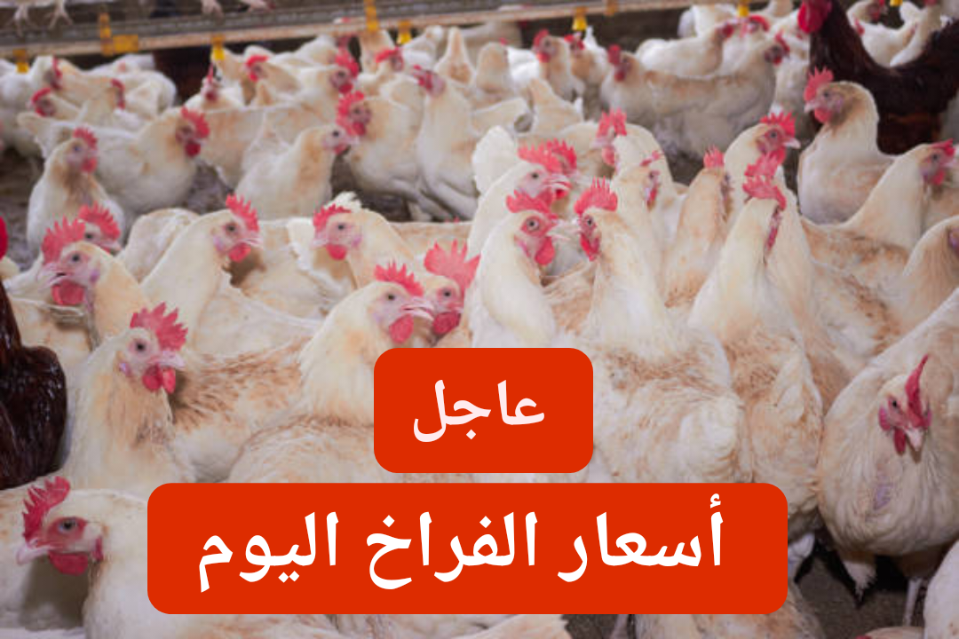 بكام الفرخة البيضاء.. انخفاض أسعار الفراخ اليوم السبت 17 فبراير 2024 في منافذ البيع الاستهلاكية