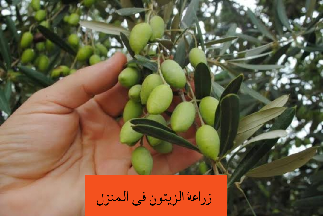 img 1706748106957