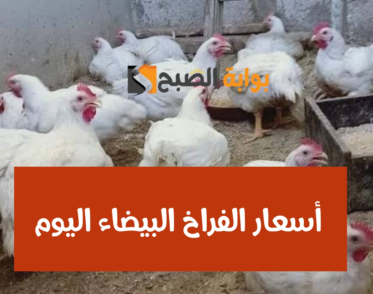 أسعار الفراخ البيضاء اليوم