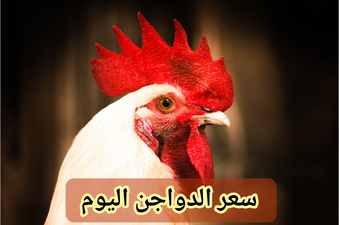 وصلت كام يا عم؟.. أسعار الفراخ اليوم الثلاثاء 6 فبراير 2024 في المزرعة والمجمعات الاستهلاكية