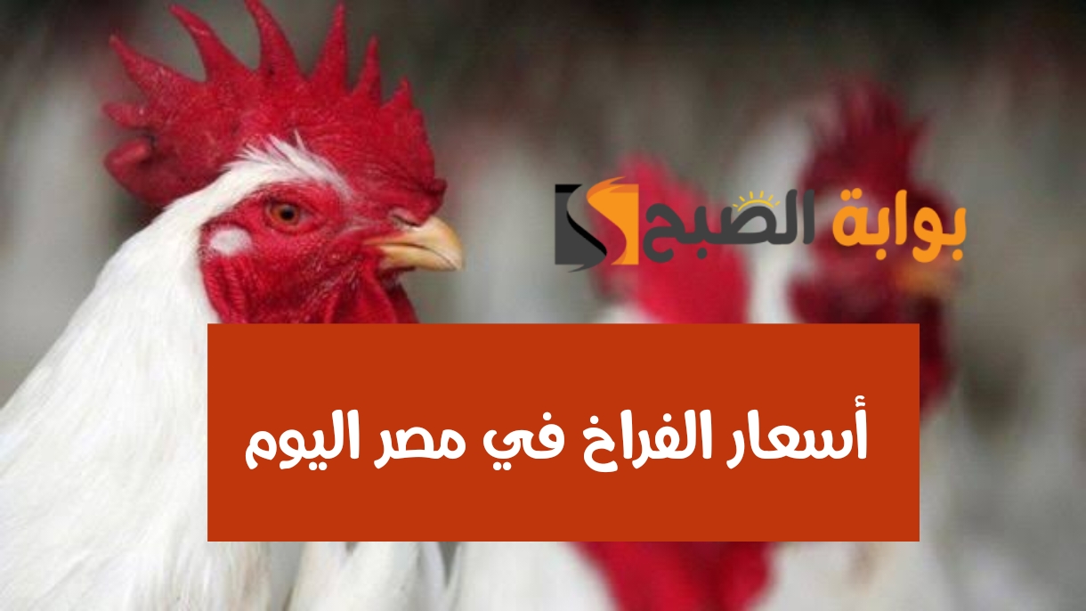 أسعار الفراخ في مصر اليوم