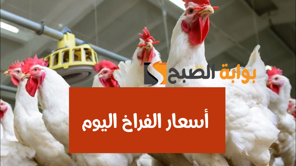 أسعار الفراخ اليوم الخميس 8 فبراير 2024