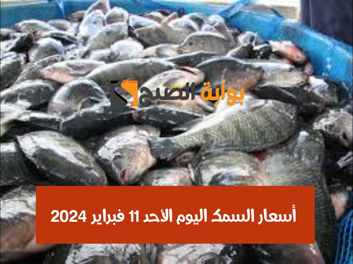 أسعار السمك اليوم الأحد 11 فبراير 2024