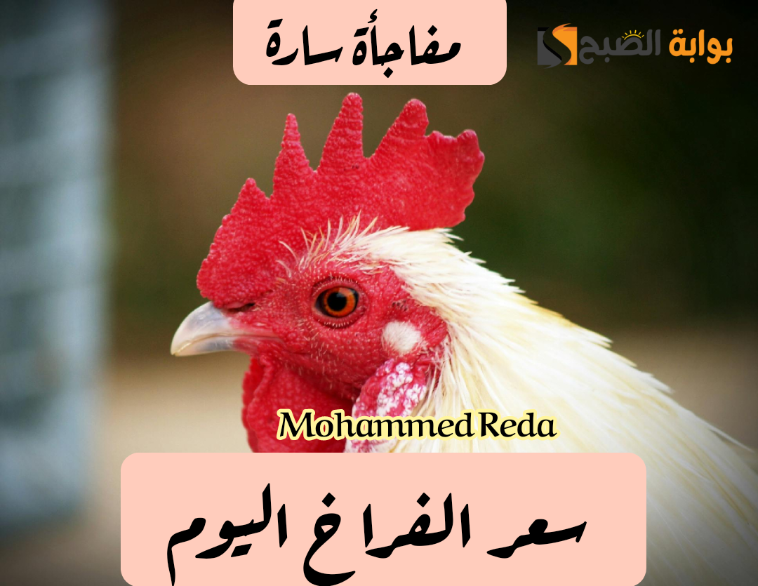 الناس هتاكل وتخزن لشهر رمضان.. أسعار الفراخ اليوم الإثنين 12 فبراير 2024 في المزرعة.. وهذا سعر كرتونة البيض