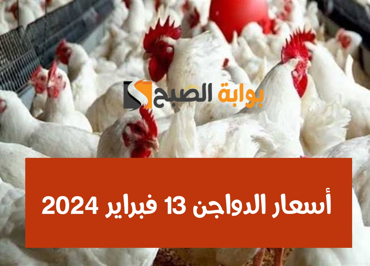 أسعار الدواجن 13 فبراير 2024