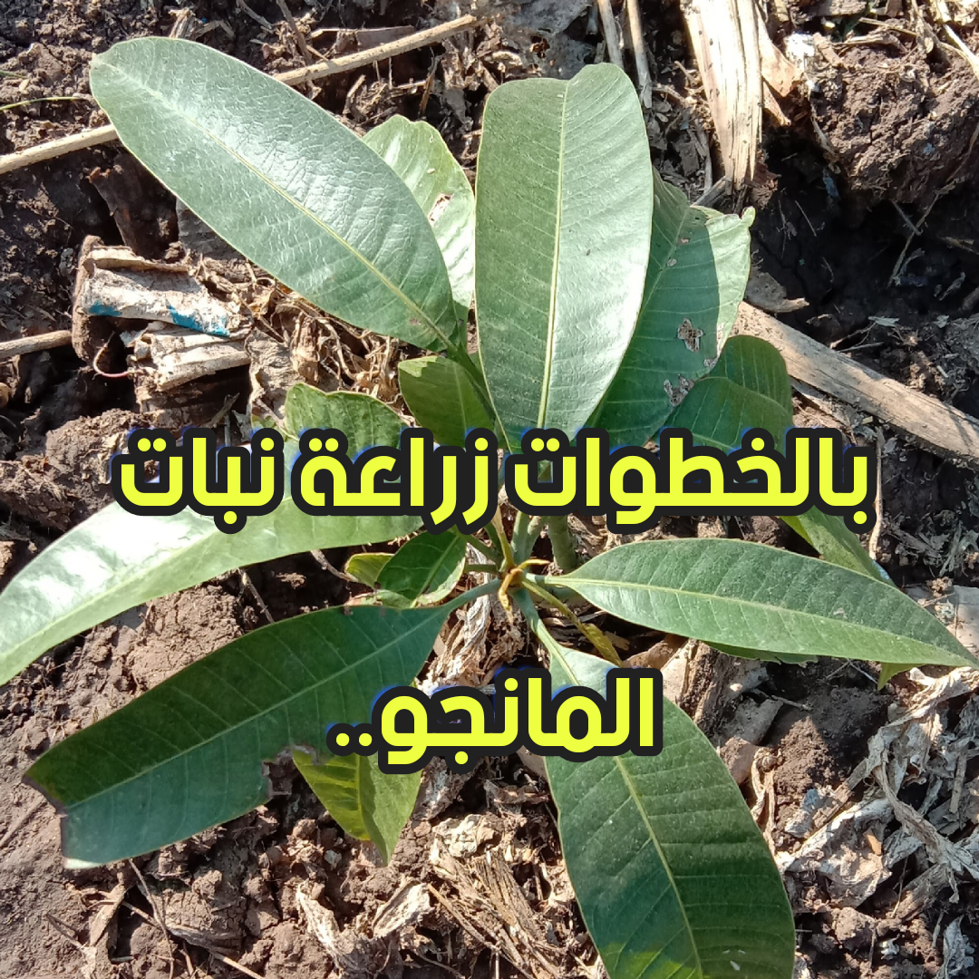 img 1707822226688