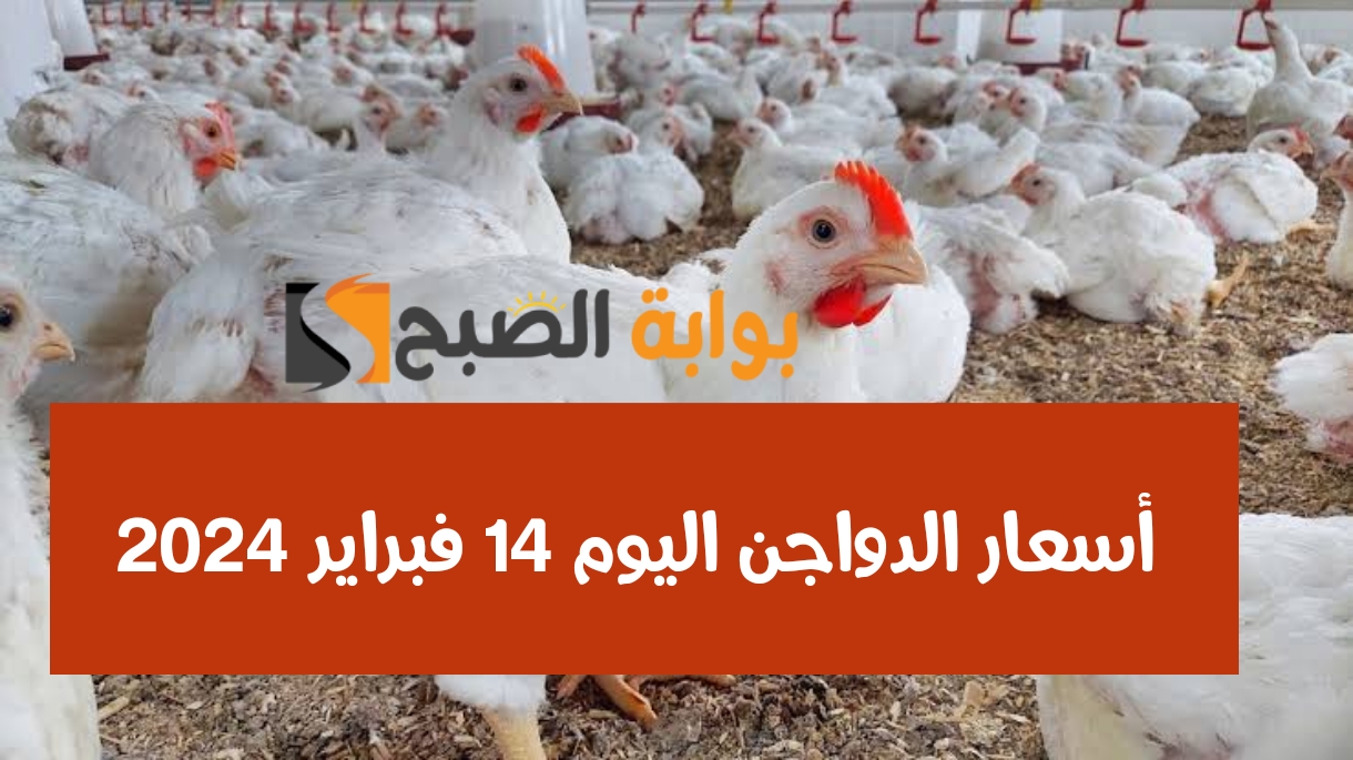 أسعار الفراخ اليوم الأربعاء 14 فبراير 2024