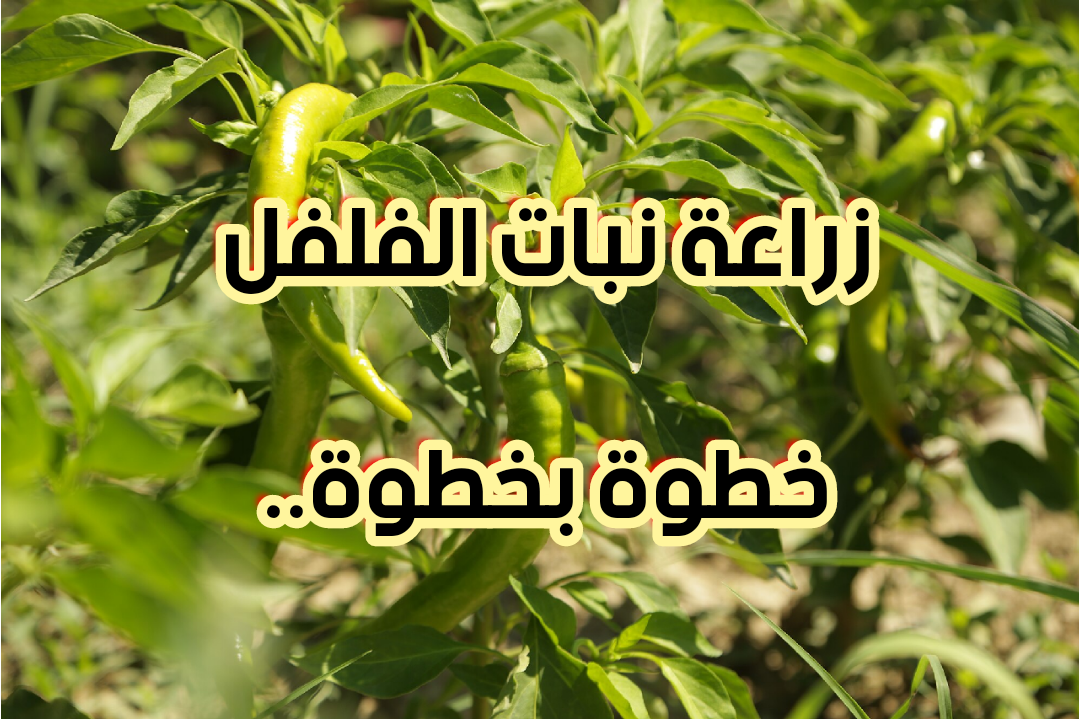img 1708076352761
