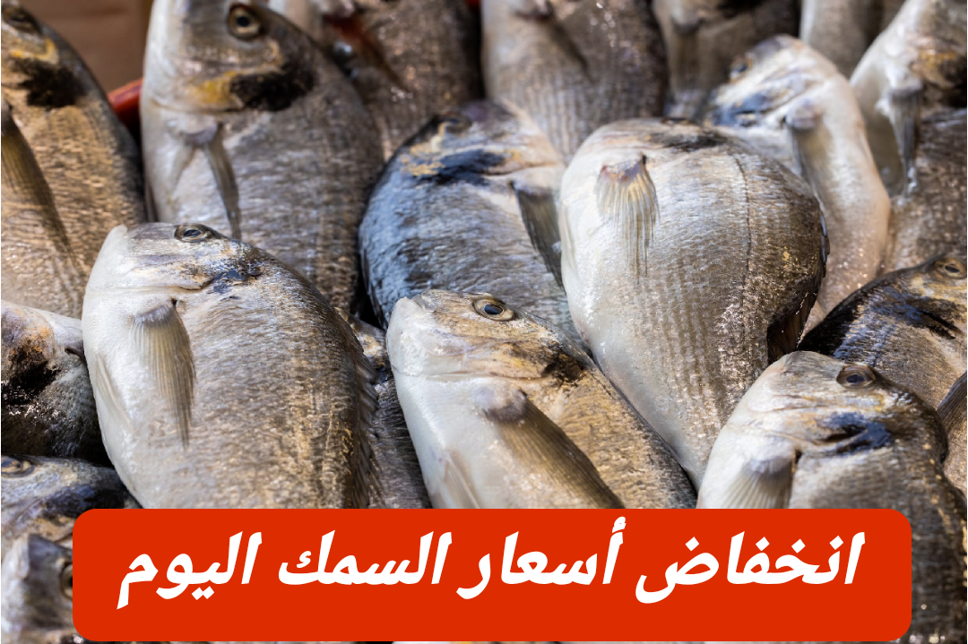 بكام البوري والبلطي؟.. أسعار السمك اليوم الأحد 18 فبراير 2024 في الأسواق