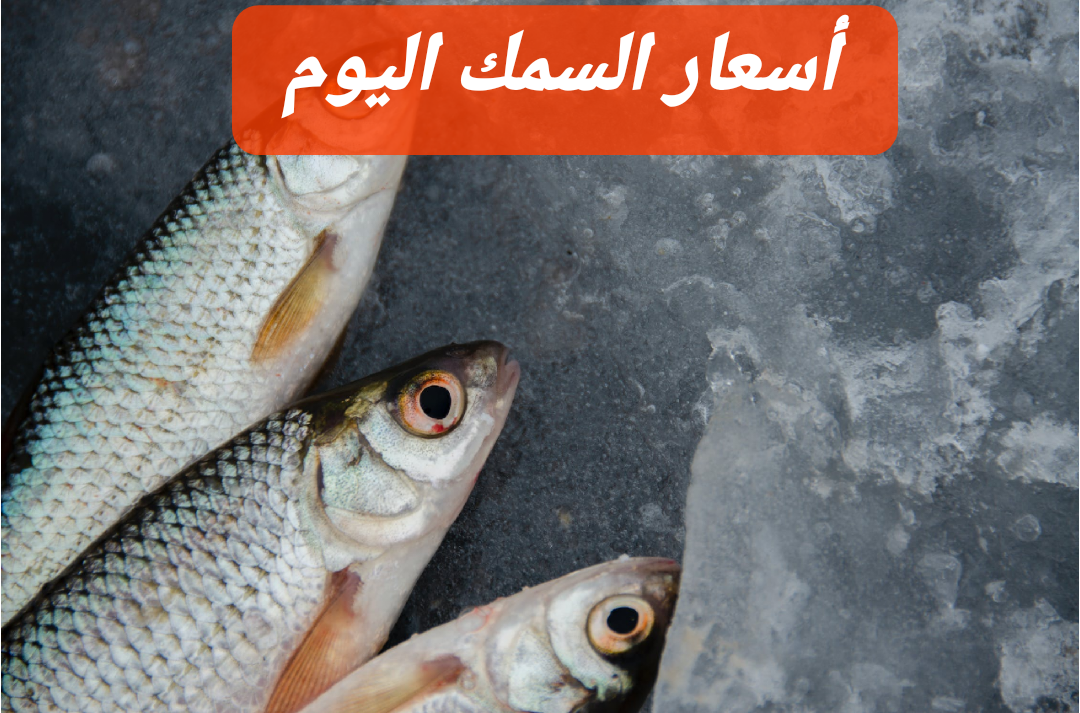 البلطي بكام؟.. سعر السمك اليوم الجمعة 16-2-2024 في الأسواق المصرية