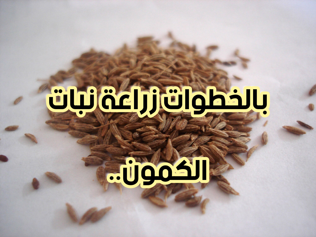 img 1708093576785