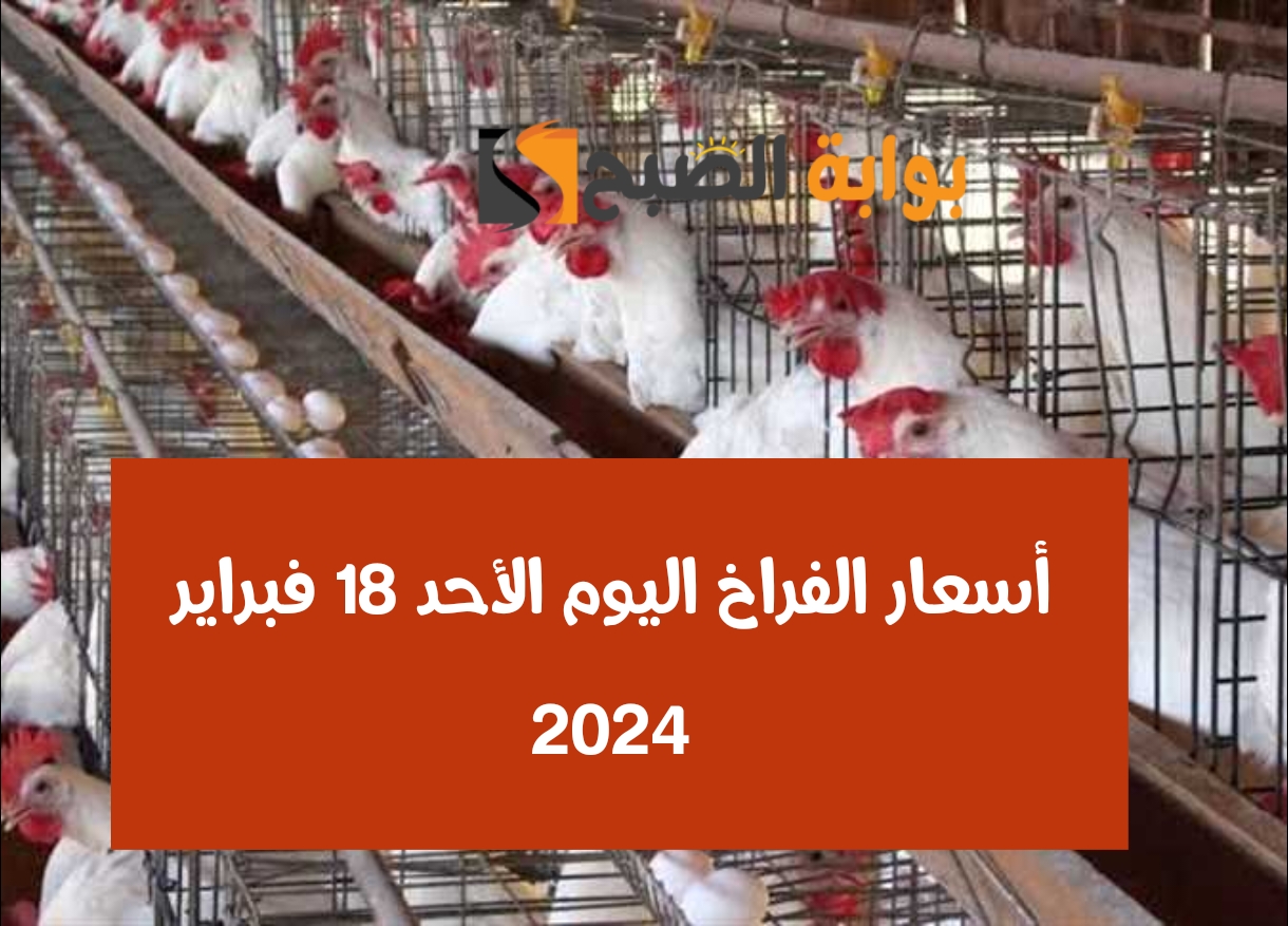 أسعار الفراخ اليوم الأحد 18 فبراير 2024
