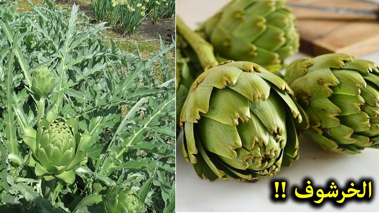 ماذا يحدث بالجسم عند تناول الخرشوف ؟