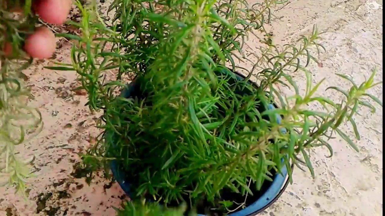 طريقة زراعة عشبة إكليل الجبل