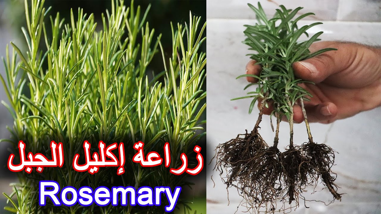 زراعة الروزماري