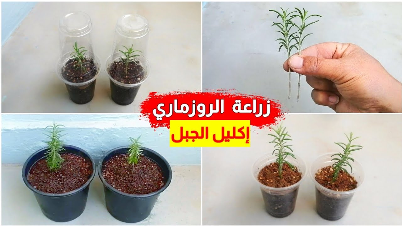 طريقة زراعة الروزماري في البلكونة للمبتدئين