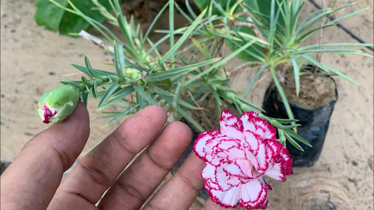 طريقة زراعة القرنفل في البيت