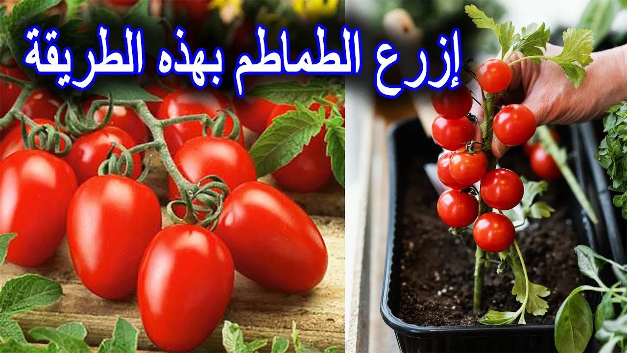 زرع الطماطم من البذور فى البيت بكل سهولة