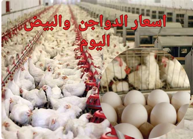 أسعار الدواجن 20240209 161741 0000