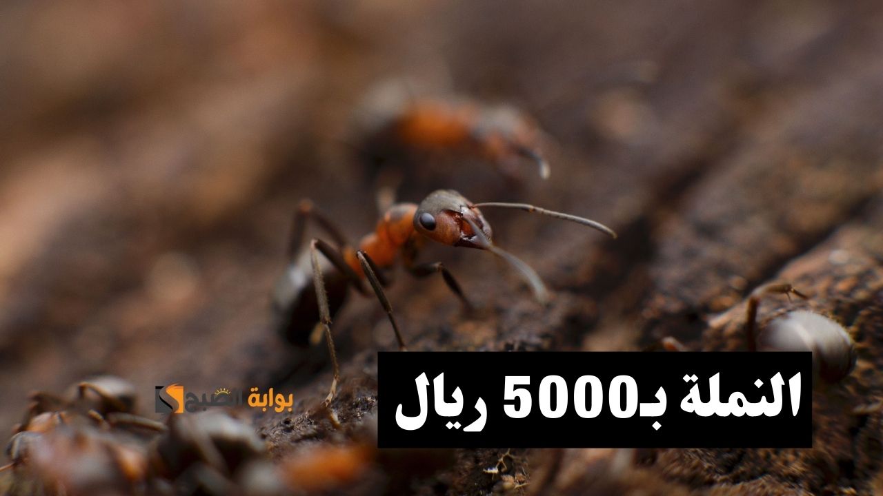 احمد الجمعان مربي النمل