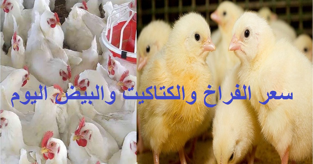 اسعار الفراخ اليوم 1
