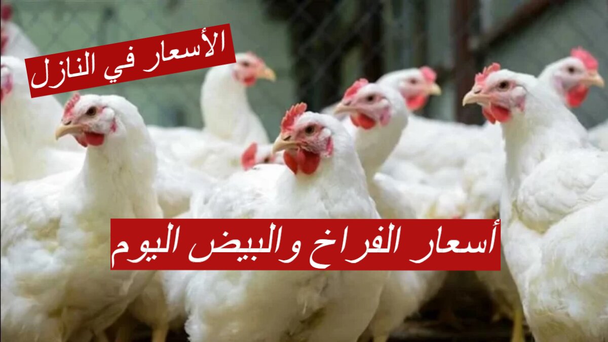 أسعار الفراخ والبيض اليوم