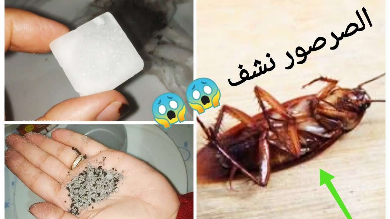 الصراصير