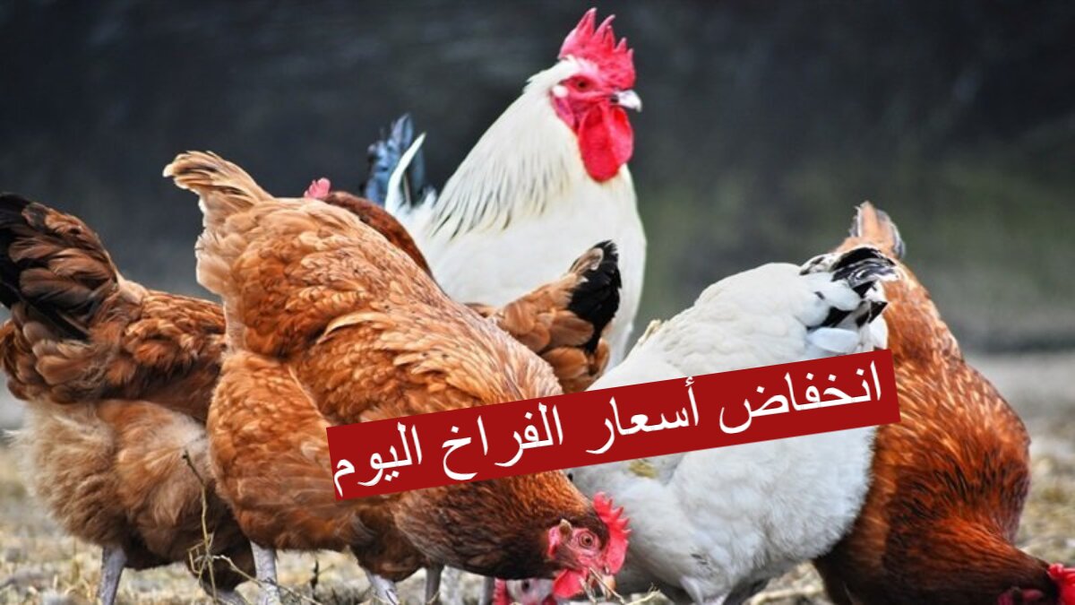 انخفاض أسعار الفراخ